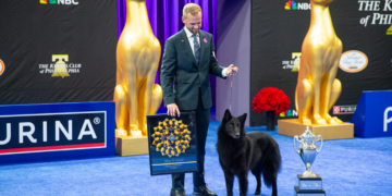 Belgian Sheepdog Soleil Claims Top Honour at National Dog Show
