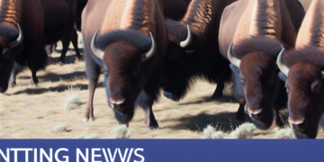 Denver Bison Herd Strengthens Indigenous Heritage Connections for Local Community