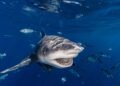Woman Dies, Man Injured in Shark Attack Off New South Wales Coast