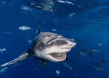 Woman Dies, Man Injured in Shark Attack Off New South Wales Coast