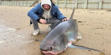 14-Foot Thresher Shark Found Stranded Off Massachusetts Coast Dies