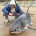 14-Foot Thresher Shark Found Stranded Off Massachusetts Coast Dies