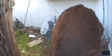 550-Pound Bear Evades Capture Under Home in California Neighbourhood