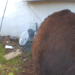 550-Pound Bear Evades Capture Under Home in California Neighbourhood
