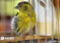 Authorities Crack Down on Illegal Trapping of Rare Songbirds in the UK