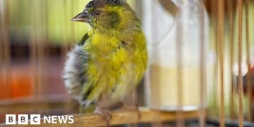 Authorities Crack Down on Illegal Trapping of Rare Songbirds in the UK