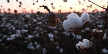 Black Farmers Aim for a Promising Future After Year of Economic Challenges