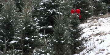 Christmas Tree Farmers Navigate Business Challenges Post-Hurricane Helene