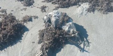 Dead Birds Discovered on Florida Space Coast in Potential Avian Flu Case