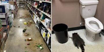 Drunk Raccoon Causes Havoc at Liquor Store, Linked to Other Break-Ins
