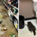 Drunk Raccoon Found in Liquor Store Linked to Karate Studio Burglary