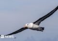 Efforts Underway to Protect South Africa's Albatross from Fishing Line Threats
