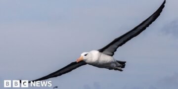 Efforts Underway to Protect South Africa's Albatross from Fishing Line Threats
