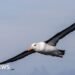 Efforts Underway to Protect South Africa's Albatross from Fishing Line Threats