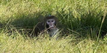 Escaped Monkey 'Forrest' Rescued and Relocated to Sanctuary After Mississippi Incident