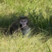 Escaped Monkey 'Forrest' Rescued and Relocated to Sanctuary After Mississippi Incident