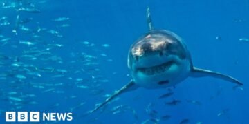 Great White Sharks at Risk of Extinction in Mediterranean, Researchers Warn