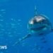 Great White Sharks at Risk of Extinction in Mediterranean, Researchers Warn