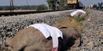 High-Speed Train in India Tragically Kills Seven Elephants