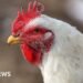 Indian Scientists Forecast Potential Human Transmission of Bird Flu Virus