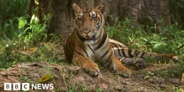 Interpol Arrests Woman in India for Trafficking Tiger Parts