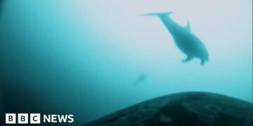 Killer Whales and Dolphins Collaborate in Unique Hunting Behaviour Captured on Film
