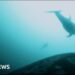 Killer Whales and Dolphins Collaborate in Unique Hunting Behaviour Captured on Film