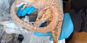 Man Arrested in London After Seizure of Frozen Pangolins and Wildlife