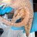 Man Arrested in London After Seizure of Frozen Pangolins and Wildlife