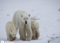Rare Case: Polar Bear Mother Adopts Orphaned Cub in Stunning Encounter