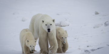 Rare Case: Polar Bear Mother Adopts Orphaned Cub in Stunning Encounter