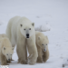 Rare Case: Polar Bear Mother Adopts Orphaned Cub in Stunning Encounter