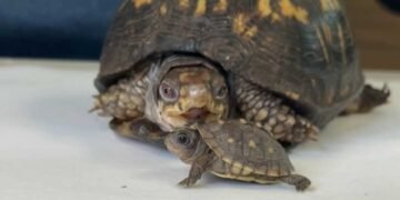 Rockalina the Rescued Turtle Welcomes a Tiny New Companion