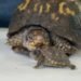 Rockalina the Rescued Turtle Welcomes a Tiny New Companion