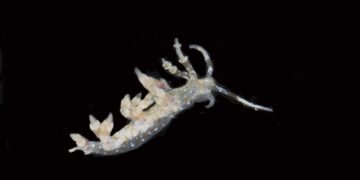 Scientists Uncover 20 New Species in the Depths of the Pacific Ocean
