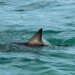 Shark Sighting Near Pacific Grove Raises Concerns Over Possible Human Body