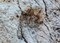 Thousands of Dinosaur Footprints Uncovered on Italian Rock Face