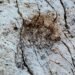 Thousands of Dinosaur Footprints Uncovered on Italian Rock Face