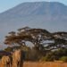 Tragedy on Mount Kilimanjaro: Five Dead in Helicopter Crash