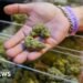 Trump to Propose Major Changes to Marijuana Access in Drug Policy Reform