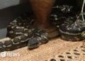 Australian Woman Discovers Large Python Resting on Her Chest Overnight
