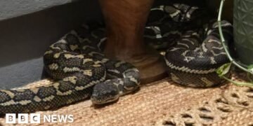 Australian Woman Discovers Large Python Resting on Her Chest Overnight