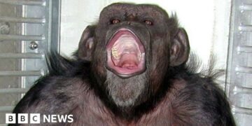 Beloved Japanese Chimpanzee Ai, Known for Counting and Painting, Dies at 49