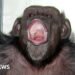 Beloved Japanese Chimpanzee Ai, Known for Counting and Painting, Dies at 49