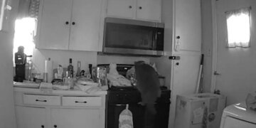 Cat Causes Kitchen Fire by Accidentally Turning On Stove in Texas Home