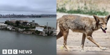Coyote Swims to Alcatraz: What's Next for the Unlikely Survivor?