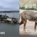 Coyote Swims to Alcatraz: What's Next for the Unlikely Survivor?