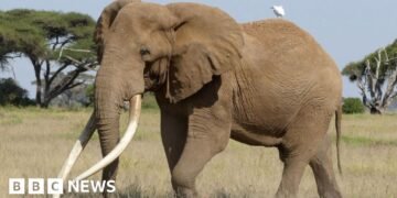 Craig the Elephant, Beloved Beer Ambassador, Passes Away at 54