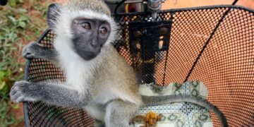 Escaped Monkeys Roam St Louis as AI Efforts to Capture Them Face Challenges