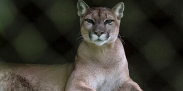 Fatal Suspected Mountain Lion Attack Follows Recent Aggressive Encounter
